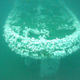 Stern view of the shipwreck USSConestoga colonized with white plumose sea anemones contrasting the water column. Credit: NOAA ONMS/Teledyne SeaBotix
